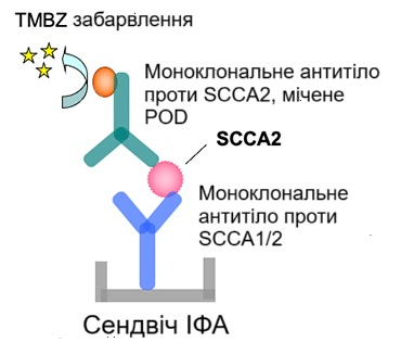 An external file that holds a picture, illustration, etc. Object name is scca2.png